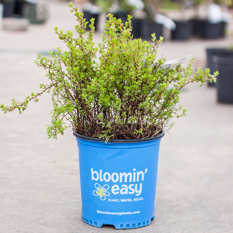 Potentilla Bella Sol 2gal