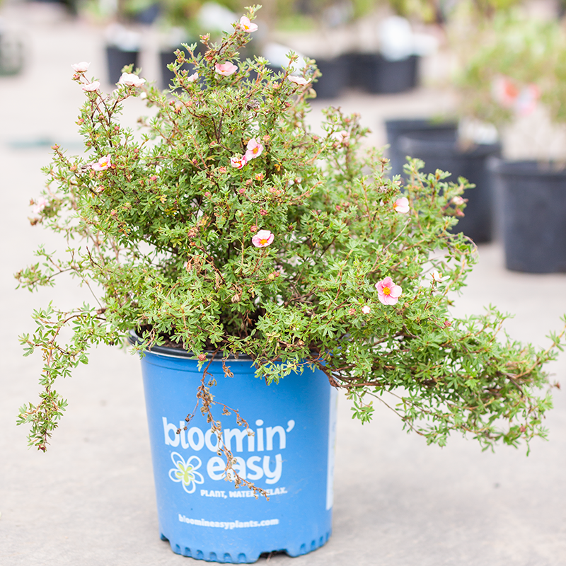 Potentilla Bella Bellissima 2gal