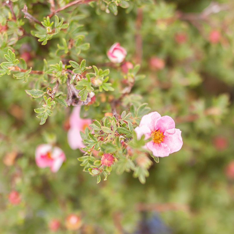 Potentilla Bella Bellissima 2gal