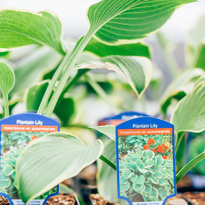 Hosta Aureomarginata