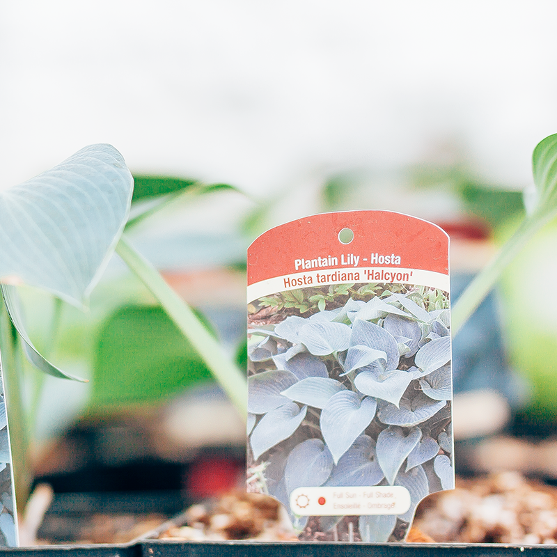 Hosta Halcyon