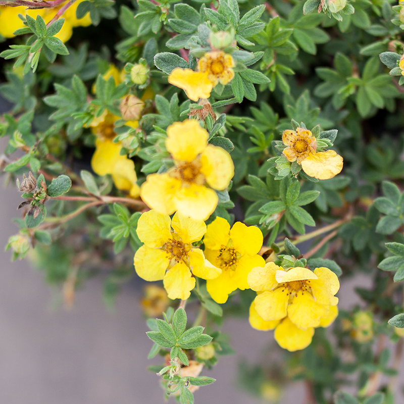 Potentilla Yellow Gem