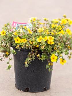 Potentilla Yellow Gem