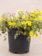 Potentilla Yellow Gem