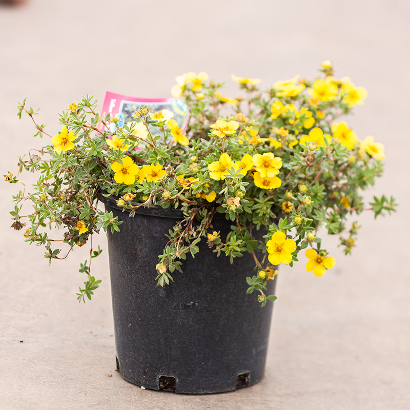 Potentilla Yellow Gem