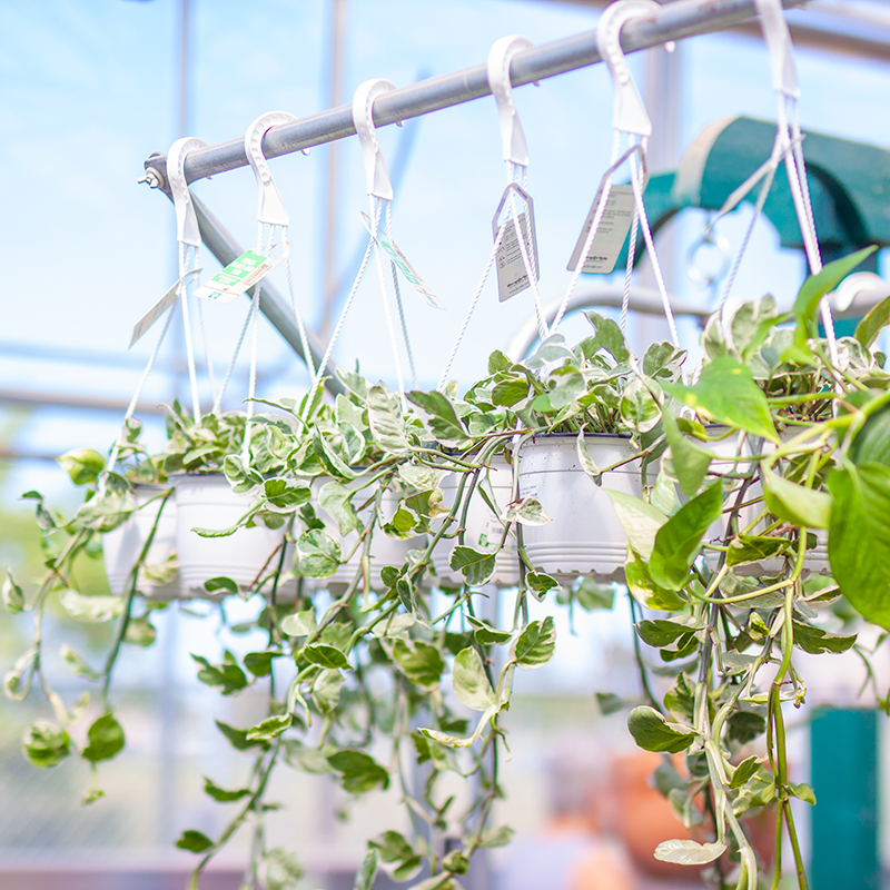 Pothos Hanging Basket Pearl and Jade