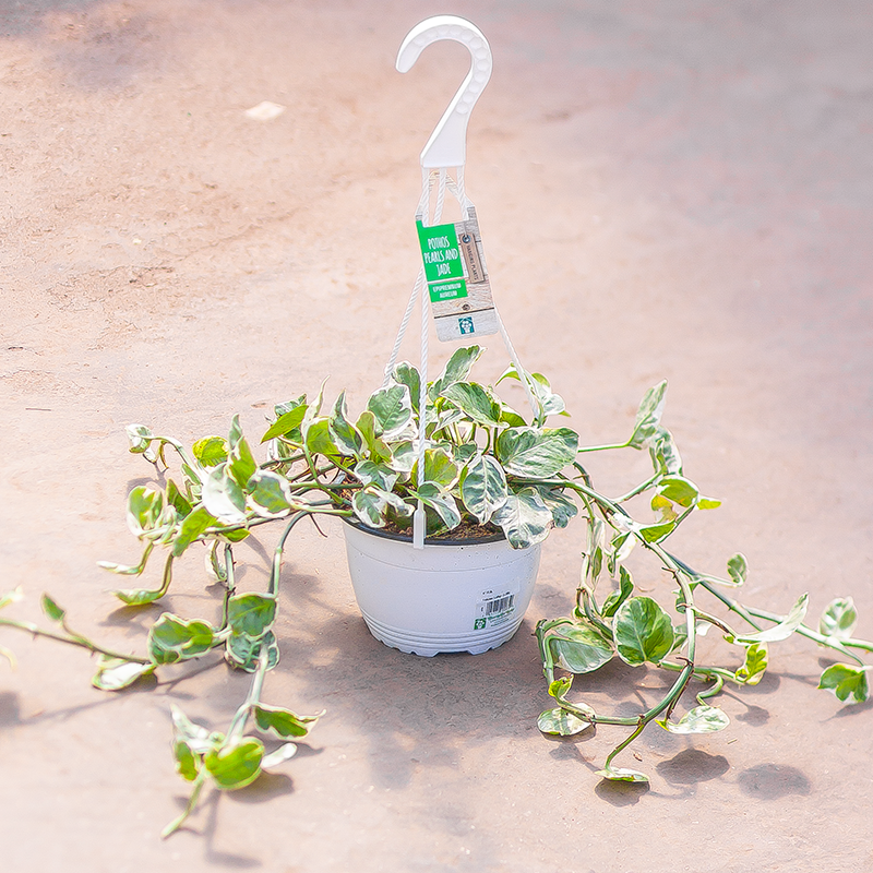 Pothos Hanging Basket Pearl and Jade
