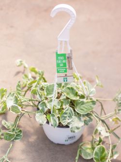 Pothos Hanging Basket Pearl and Jade