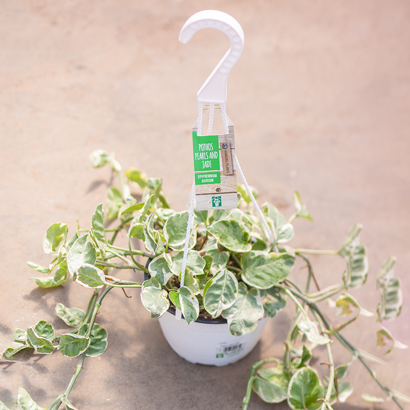 Pothos Hanging Basket Pearl and Jade
