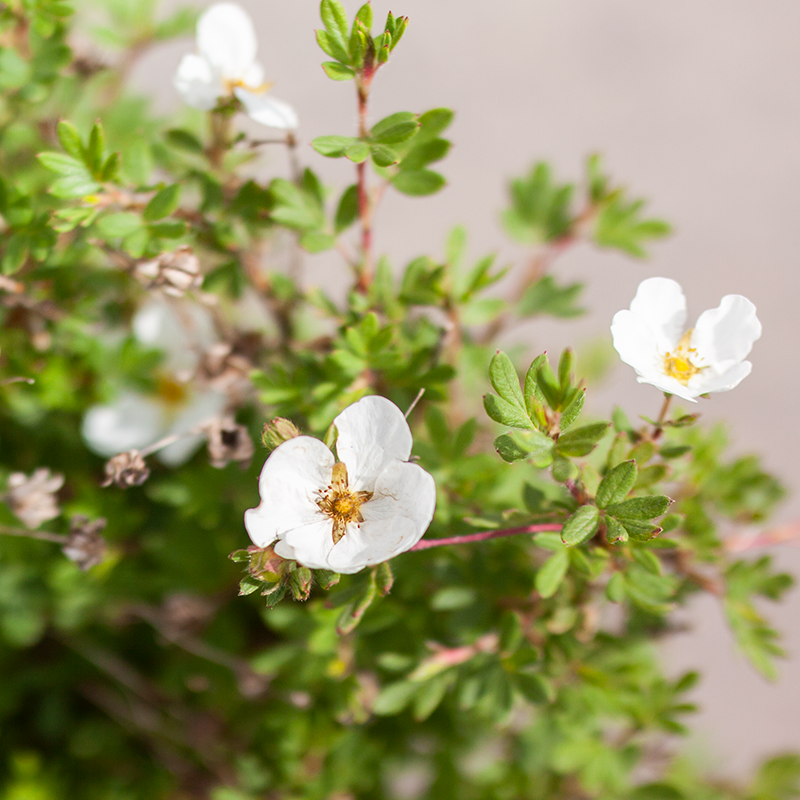 Potentilla Abbotswood
