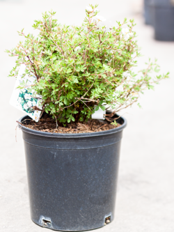 Potentilla Abbotswood