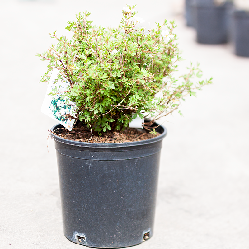 Potentilla Abbotswood