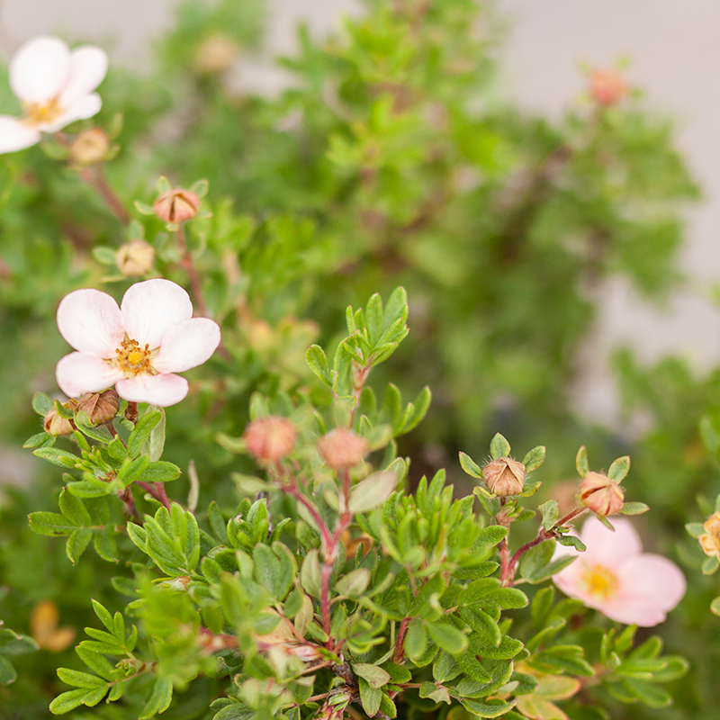 Potentilla Pink Beauty