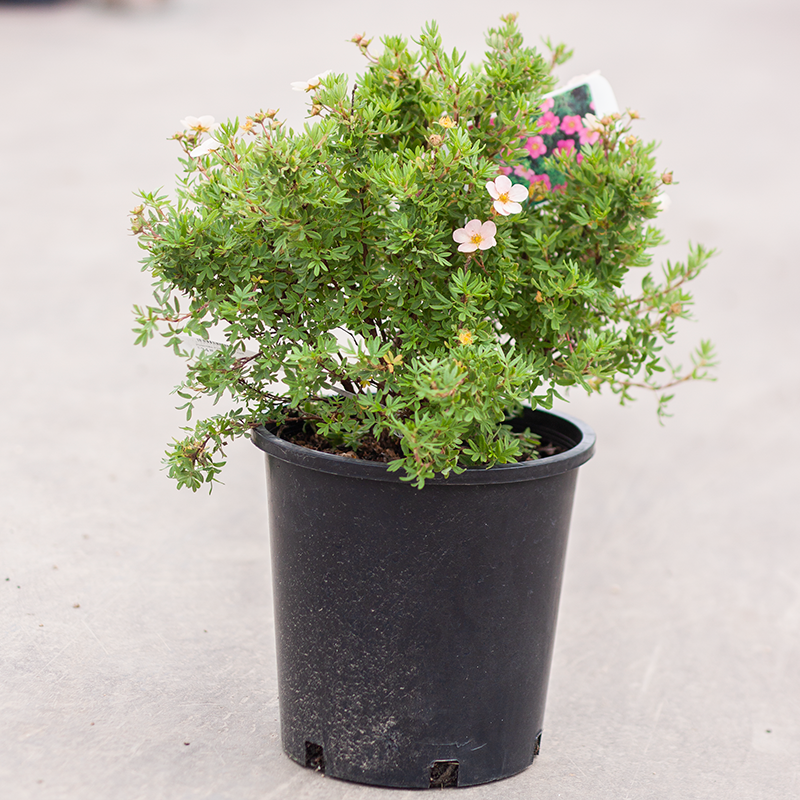 Potentilla Pink Beauty