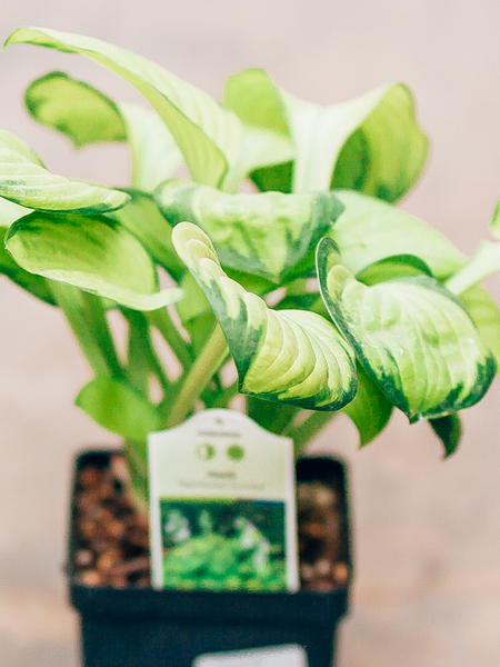 Hosta Rainforest Sunrise 4.5"