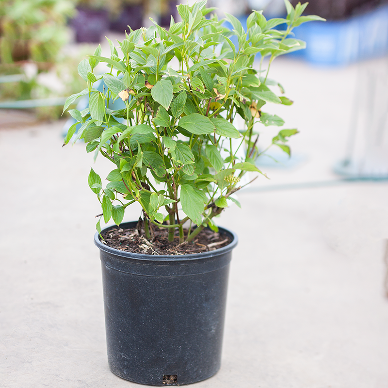 Dogwood Bud's Yellow