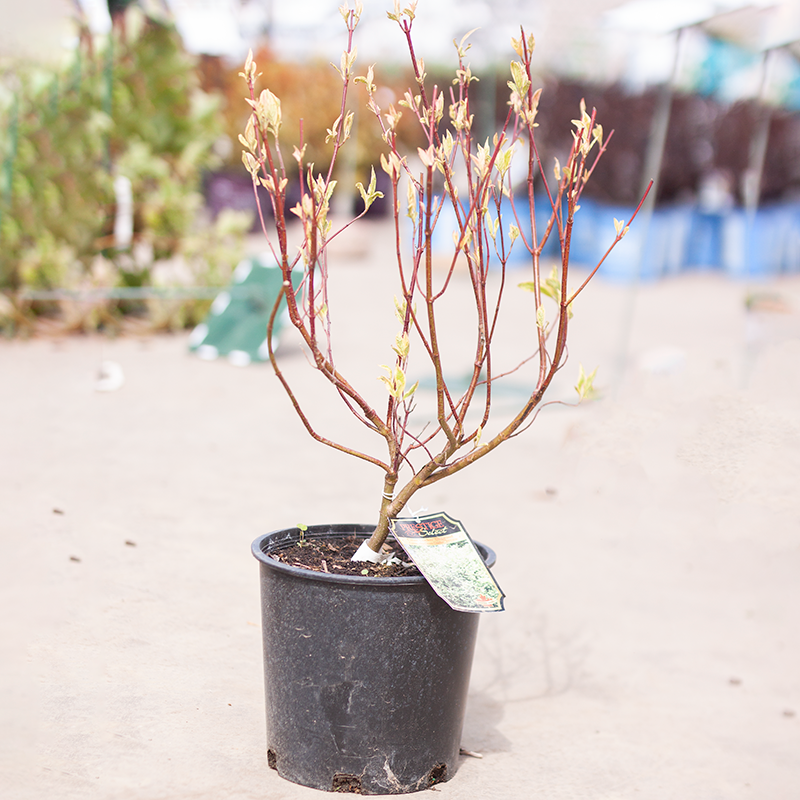 Dogwood Cream Cracker