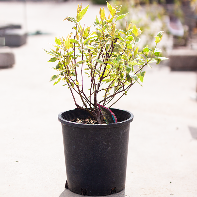 Dogwood Golden Variegated