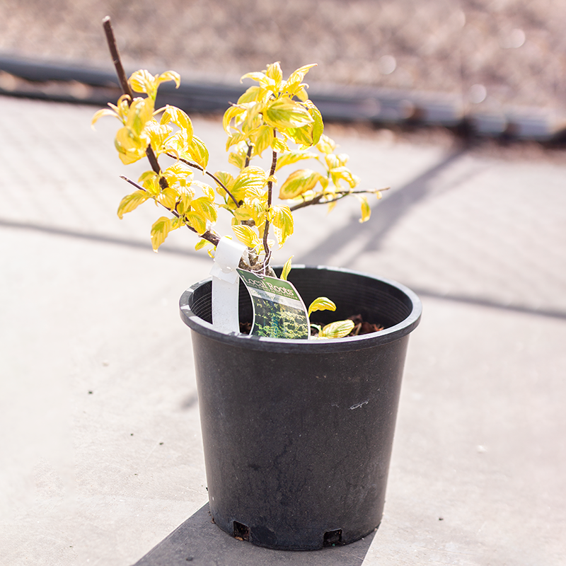 Dogwood Golden Shadows 2gal