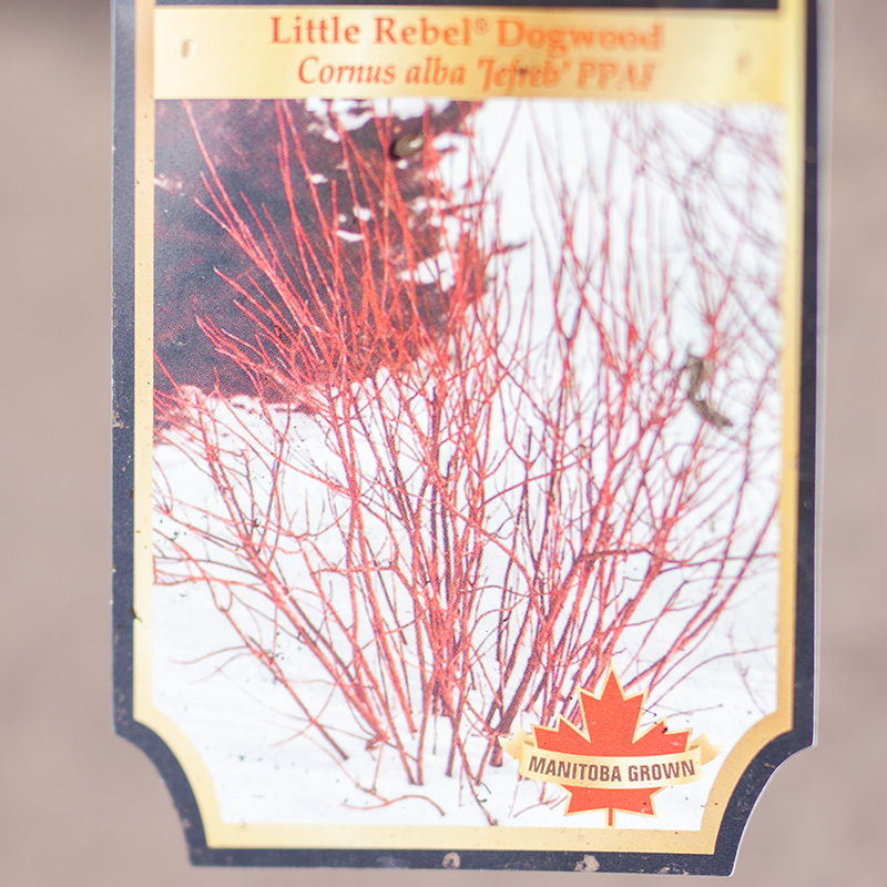 Dogwood Little Rebel