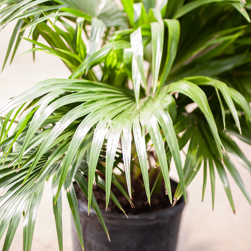 Chinese Fan Palm