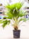 Chinese Fan Palm