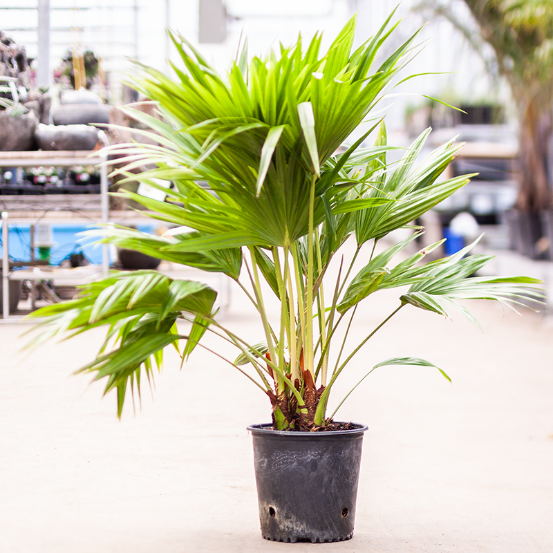Chinese Fan Palm