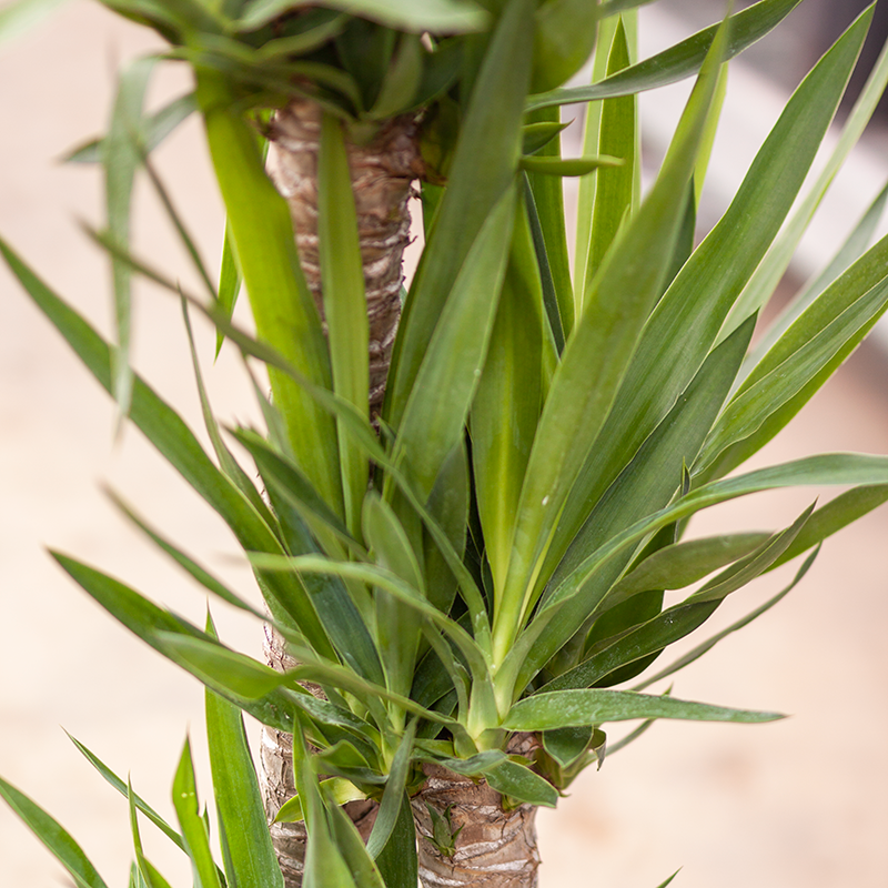 Yucca Cane 3-2-1 10"