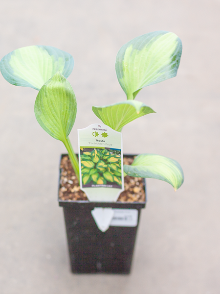 Hosta Forbidden Fruit 4.5"