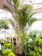 Spindle Palm 14"