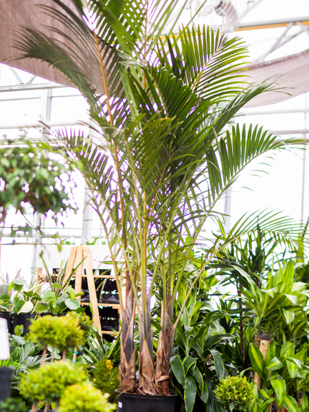 Spindle Palm 14"