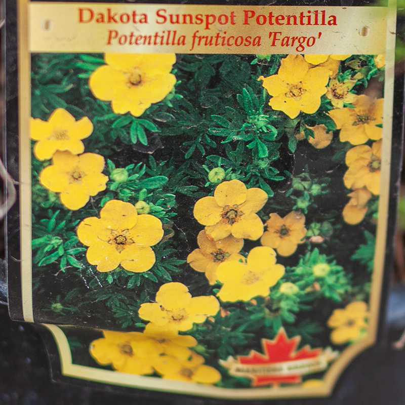 Potentilla Dakota Sunspot