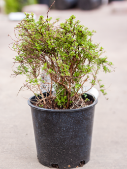 Potentilla Dakota Sunspot