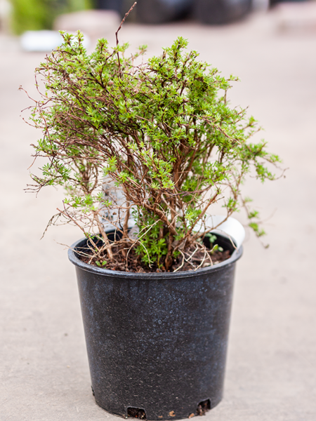 Potentilla Dakota Sunspot