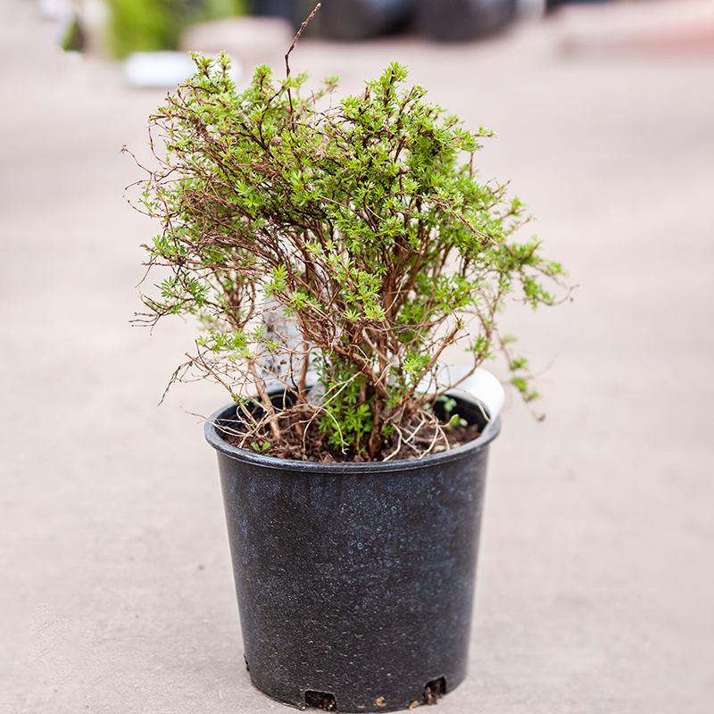 Potentilla Dakota Sunspot