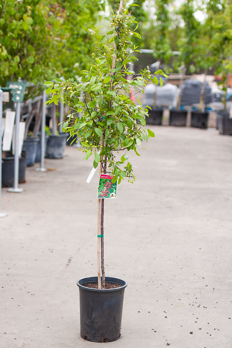 Cherry Cupid TF 5gal