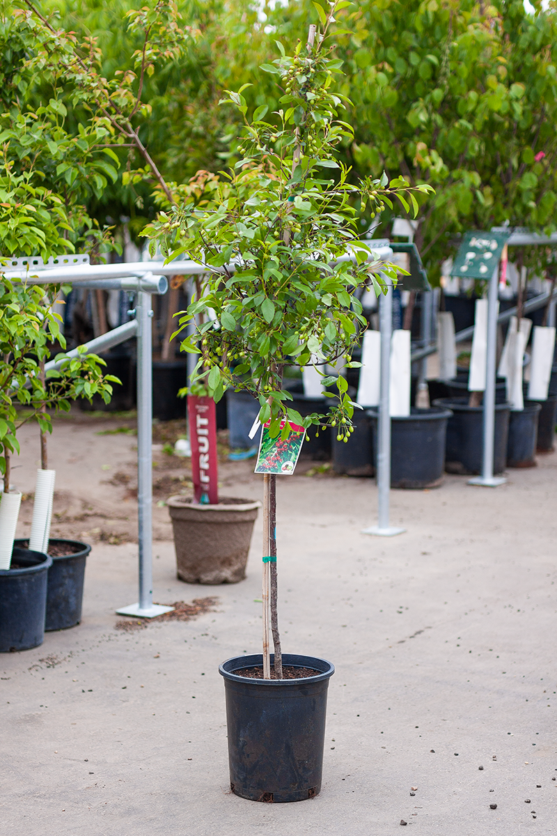 Cherry Cupid TF 5gal