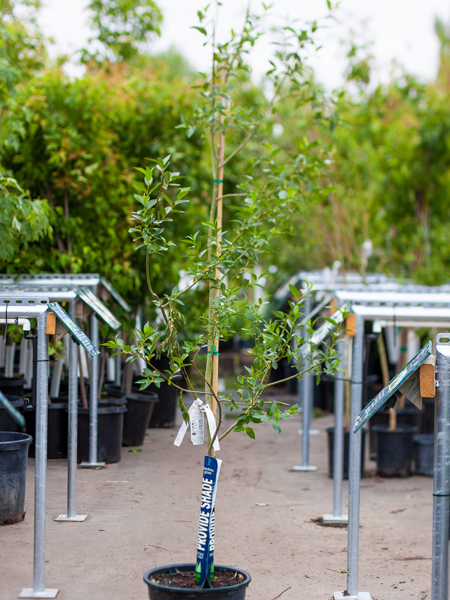 Willow Laurel Leaf
