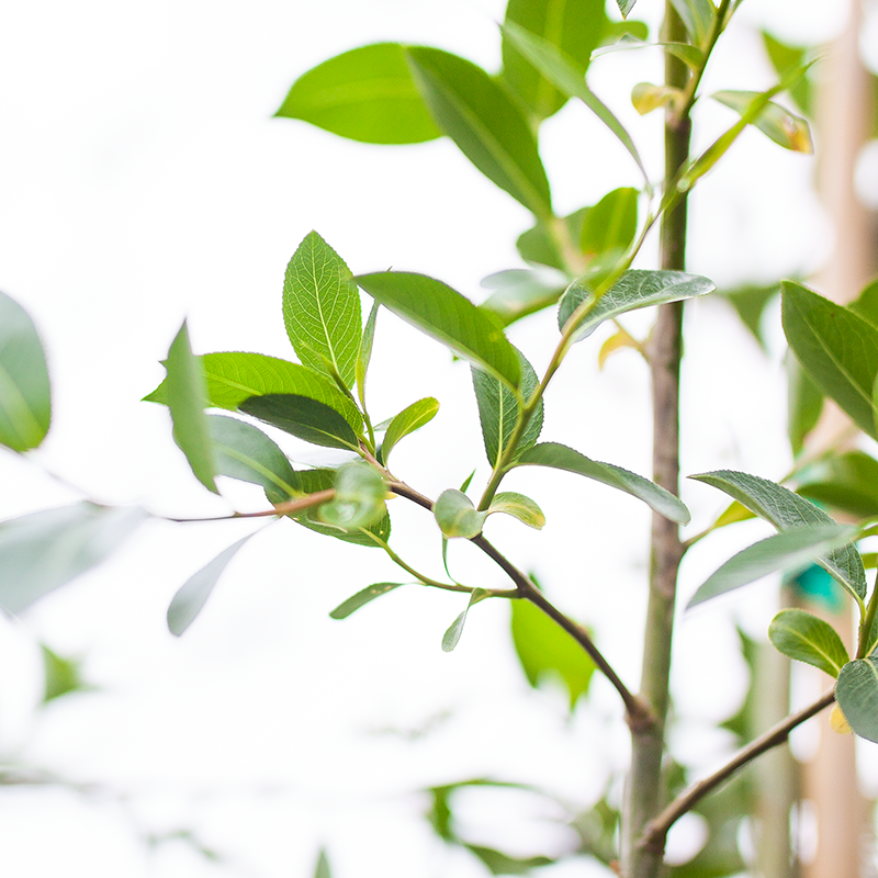 Willow Laurel Leaf
