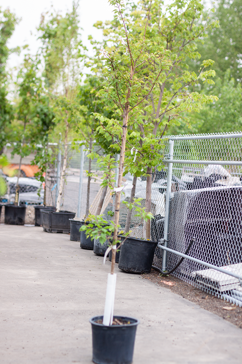 Apricot Debbie's Gold 5gal