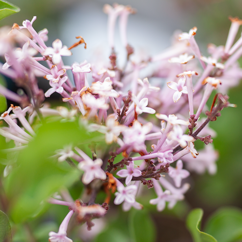 Lilac Tinkerbelle