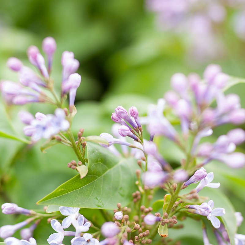 Lilac Wedgewood Blue