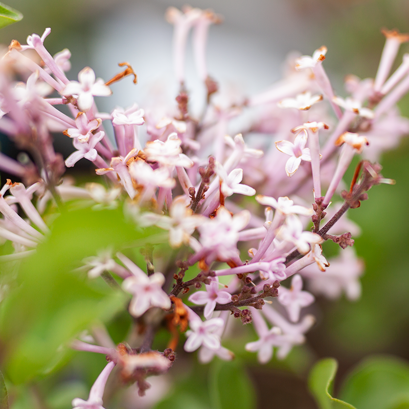 Lilac Wedgewood Blue