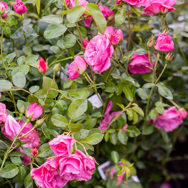 Rose Morden Belle 2gal