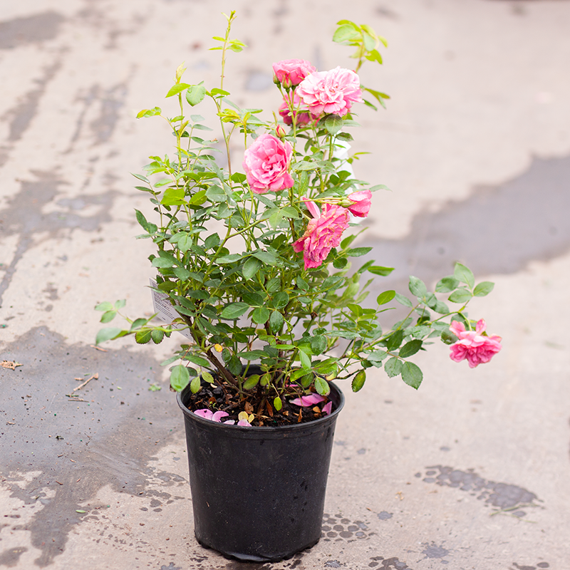 Rose Morden Belle 2gal