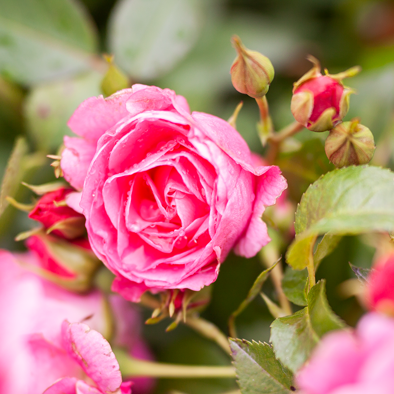 Rose Morden Belle 2gal