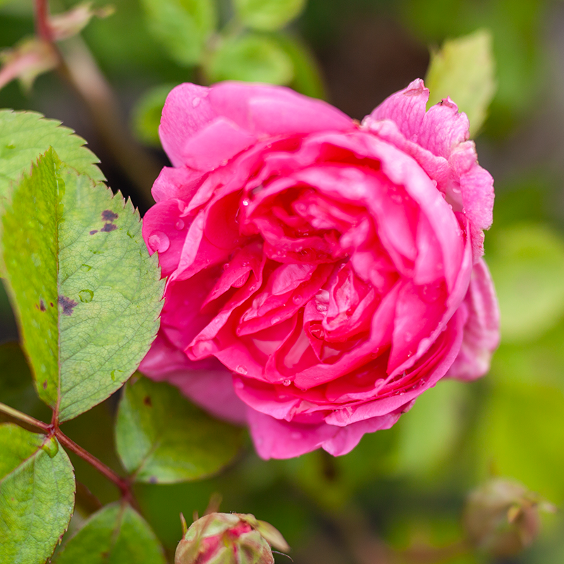 Rose Morden Centennial