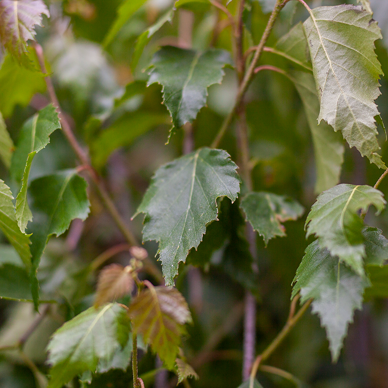 Birch Parkland Pillar by Gallon