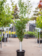 Birch Parkland Pillar by Gallon