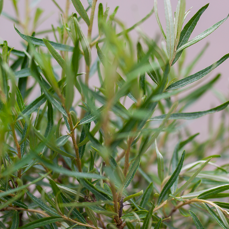 Buckthorn Leikora Female